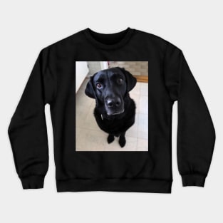 Sia 8 years old Labrador Crewneck Sweatshirt